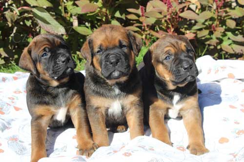 Tosa inu �t��ata s PP odb�r ��jen 2018