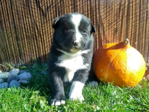 �t���tka Karelsk�ho medv�d�ho psa