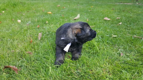 �t��ata n�meck�ho ov��ka s PP