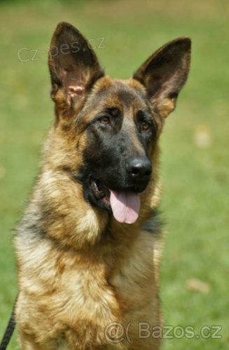 N�meck� ov��k s PP