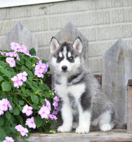 Okouzluj�c� sibi�sk� Husky �t��ata