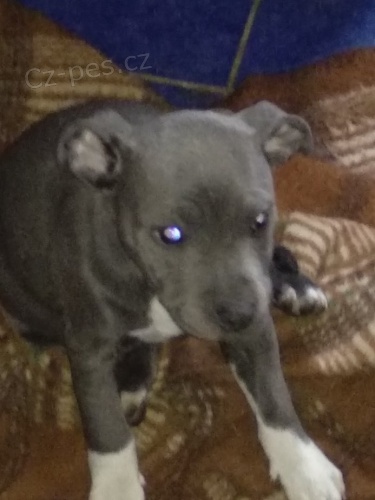 Amstaf  �t�n�tka