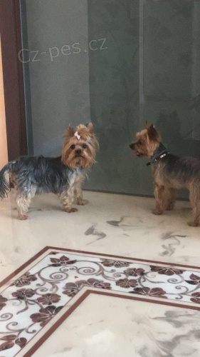 Nab�z�me �t�n�tko York� :)