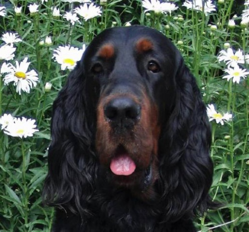 �t���tka gordonsetr�