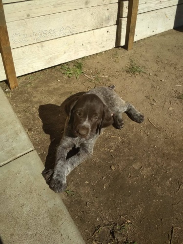 �t��ata n�meck�ho dr�tosrst�ho oha�e