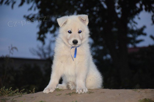 �t���tka b�l� �v�carsk� ov��k