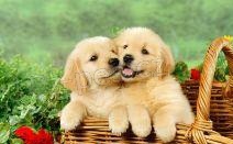 Kr�sn� zlat� retr�vr �t��ata