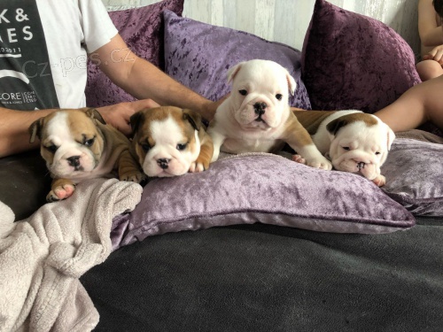 Anglick� Bulldog �t��ata pro bezplatn� osvojen�.