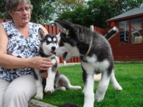 Mu�i a �eny Sibi�sk� husky �t���tka p�ipraveni