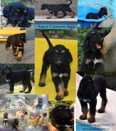 Afg�nsk� chrt s pp - pejsek