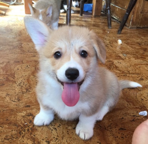 �t���tka Pembroke Welsh Corgi pro dobr� domovy
