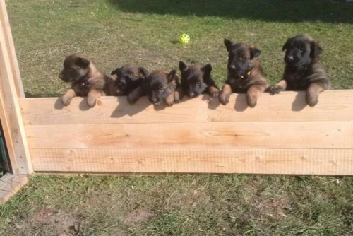 Belgick� ov��k tervueren - kr�sn� �t���tka s PP