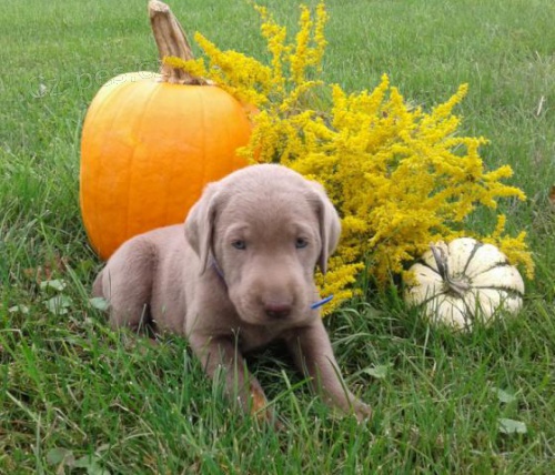 Okouzluj�c� �t��ata labradorsk�ch retr�vr�