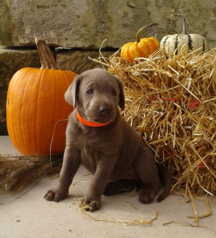  Okouzluj�c� �t��ata labradorsk�ch retr�vr�