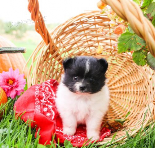 Darling Pomeranian �t��ata