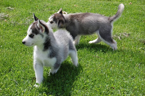 Prodej �t��at Sibi�sk� husky s PP
