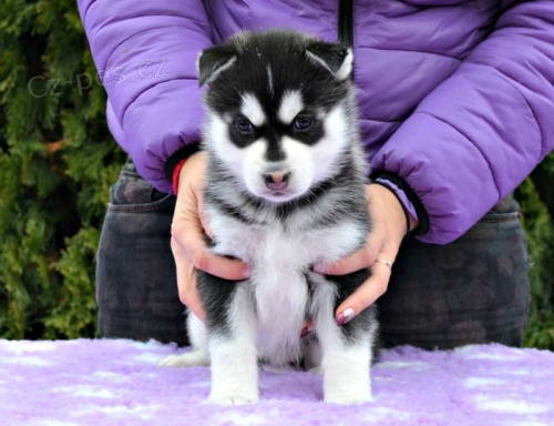 Velmi hezk� fene�ka Sibi�sk�ho Husky hled� nov� domov.