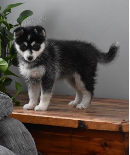 3 sibi�sk� husky �t��ata.