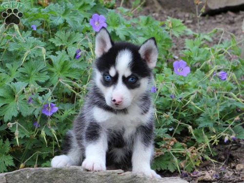 �t��ata Pomsky hledaj� sv� nav�dy domovy.