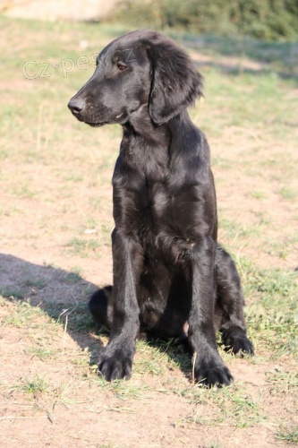 �t�n� retriever