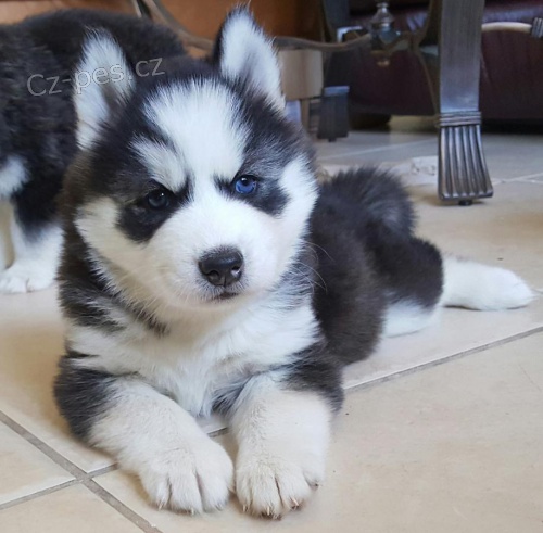 Sibi�sk� husky 