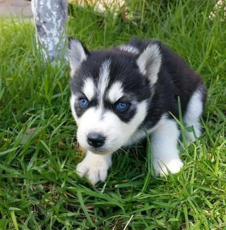 Zdrav� sibi�sk� Husky �t��ata