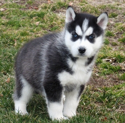 �t�n� Sibi�sk� Husky s PP 