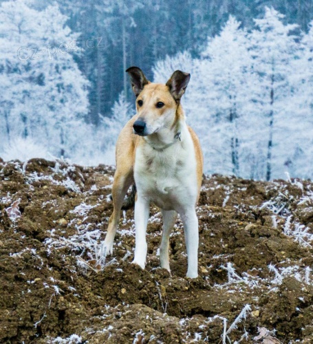 Kolie kr�tkosrst�