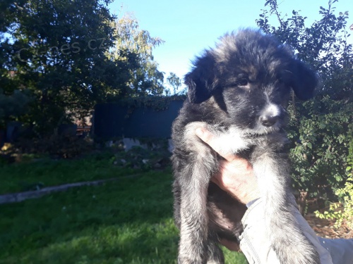 Kr�sn� �t���tka