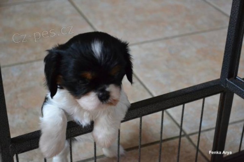 Kaval�r king charles �pan�l