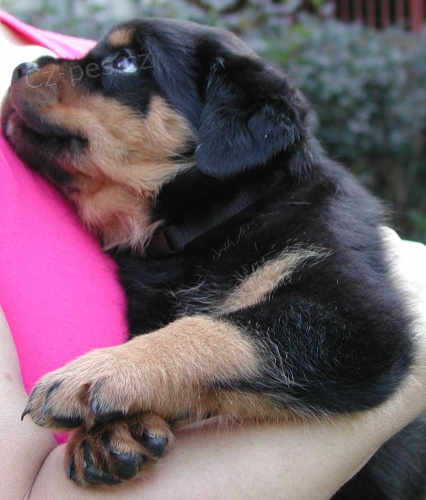 Rotvajler �t���tka