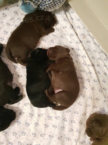 Labradorsk� retr�vr - �t���tka