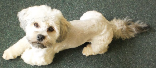 Nab�dka kryt� - Havansk� bi�onek