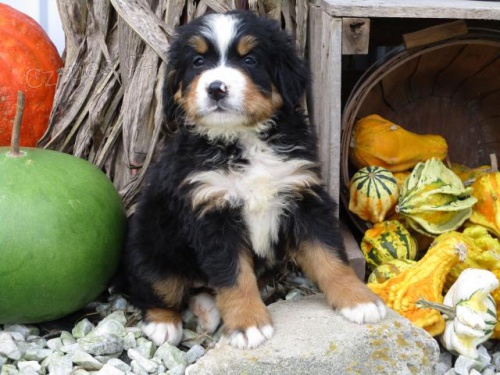 Roztomil� malt�zsk� �t�n�