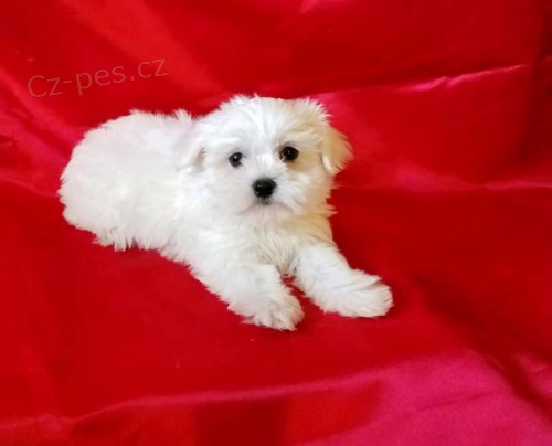 Roztomil� malt�zsk� �t�n�