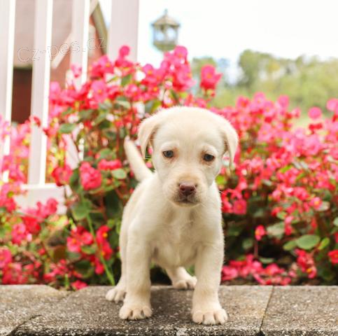 Rozko�n� �t���tka Labrador Retriever