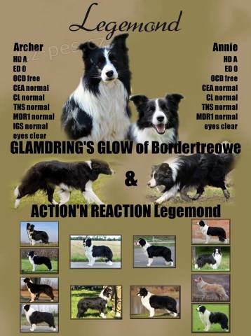 �t���tko Border kolie (collie) na prodej!