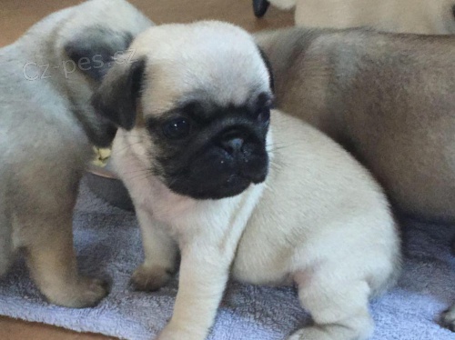 Mops �t��ata nakupuj� na V�noce.