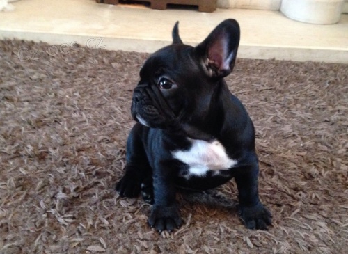 Francouzsky buldo�ek �t��ata p�ipraveni,