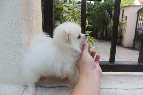Cute Pomeranian �t��ata k dispozici pro v�no�n�,