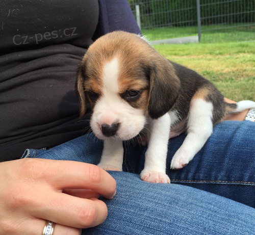 Beagle �t��ata k dispozici