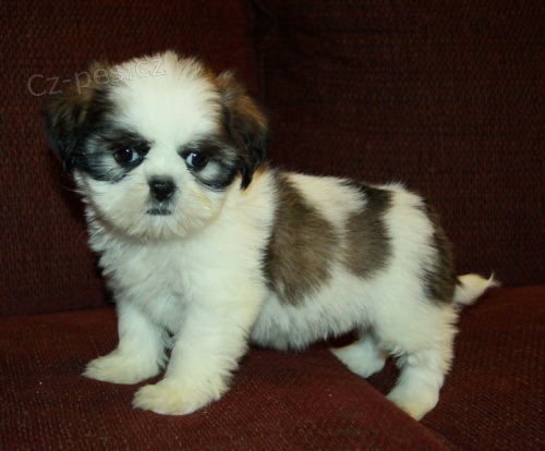 Shih Tzu �t��ata jsou p�ipraveni pro X-Mass.