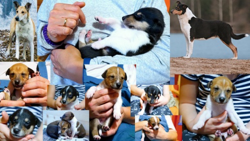 Kolie kr�tkosrst�