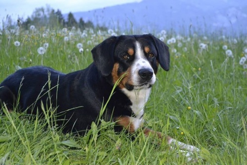 Entlebuchsk� sala�nick� pes