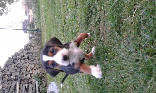 Srbsk� trojbarevn� honi�