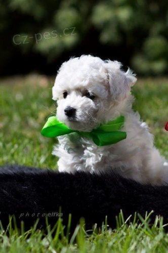 Bolo�sk� ps�k (b�l�) �t���tko  s PP