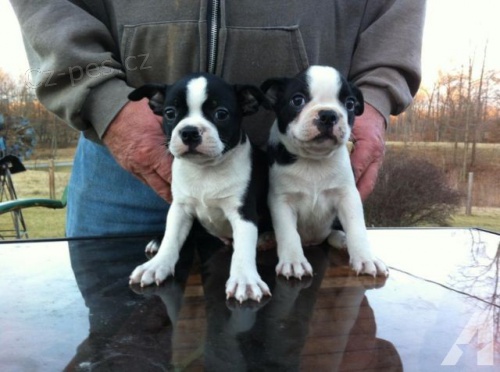 Nab�dka Boston teri�r �t��ata