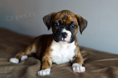 N�meck� boxer - �t��ata