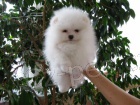 Pomeranian �t��ata S PP