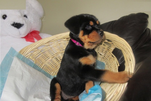 Rottweiler �t��ata na V�noce.